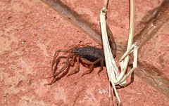 Centruroides ornatus