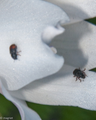 Urodontinae