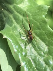 Anelosimus studiosus