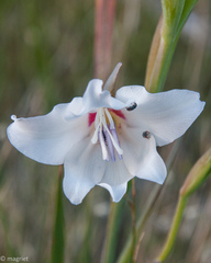 Urodontinae