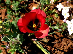 Romulea monadelpha