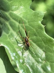 Anelosimus studiosus