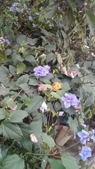 Thunbergia