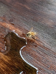 Apis mellifera