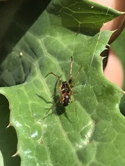 Anelosimus studiosus