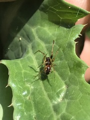 Anelosimus studiosus