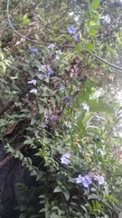 Thunbergia