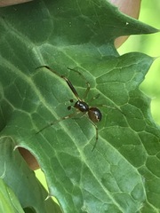 Anelosimus studiosus