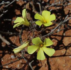 Oxalis pes-caprae pes-caprae