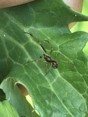 Anelosimus studiosus