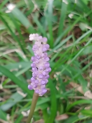 Liriope