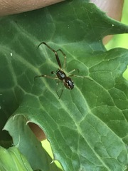 Anelosimus studiosus