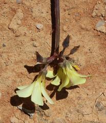 Oxalis pes-caprae pes-caprae