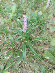Liriope