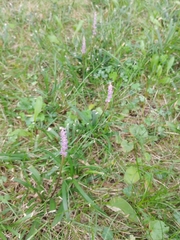 Liriope