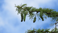 Vachellia astringens