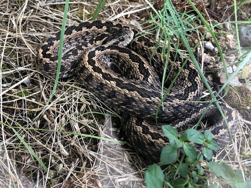 Meadow Viper, Vipera ursinii
