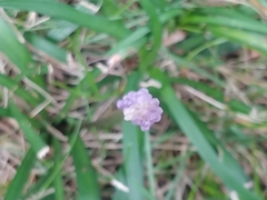 Liriope