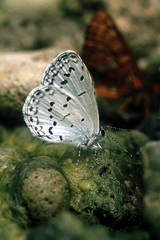 Celastrina filipjevi