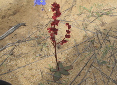Rumex lativalvis