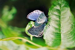 Celastrina oreas