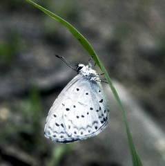 Celastrina sugitanii