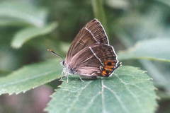 Chrysozephyrus brillantinus