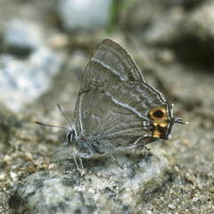 Chrysozephyrus smaragdinus