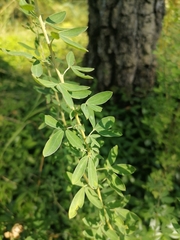 Chamaecytisus ruthenicus