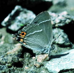 Favonius orientalis