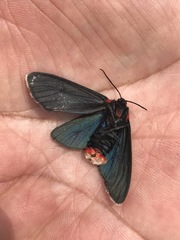 Pygoctenucha terminalis