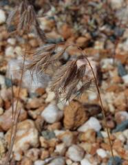 Bromus pectinatus