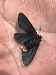 Pygoctenucha terminalis