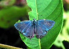 Favonius ultramarinus