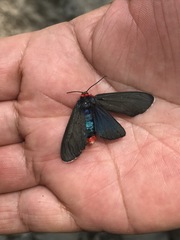 Pygoctenucha terminalis