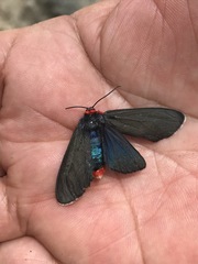 Pygoctenucha terminalis