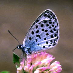 Phengaris arionides