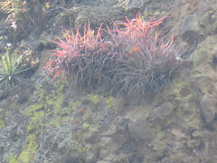 Tillandsia capitata