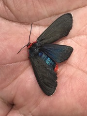 Pygoctenucha terminalis