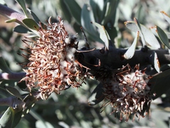 Leucospermum rodolentum