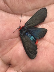 Pygoctenucha terminalis