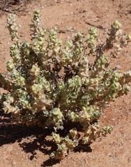 Atriplex lindleyi inflata