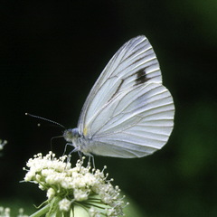Pieris dulcinea