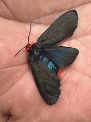 Pygoctenucha terminalis