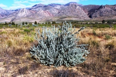 Leucospermum rodolentum