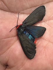 Pygoctenucha terminalis