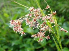 Luzula luzuloides rubella