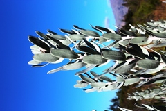 Leucospermum rodolentum