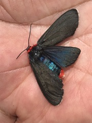 Pygoctenucha terminalis