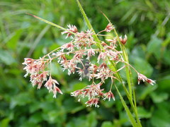 Luzula luzuloides rubella